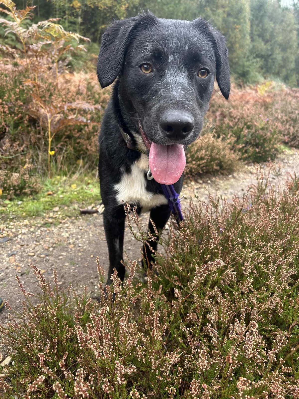 Barney, Mixed Breed (Safe Rescue for Dogs)