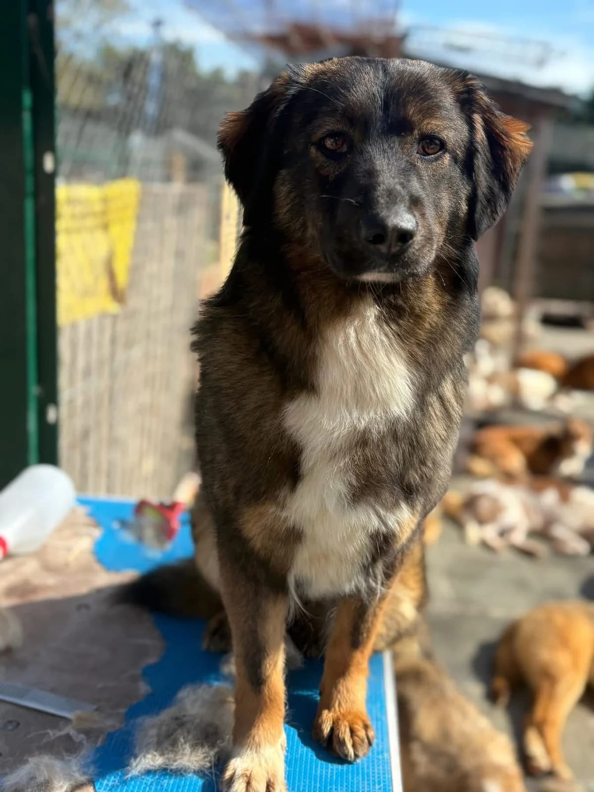 Belle, Mixed Breed (Safe Rescue for Dogs)