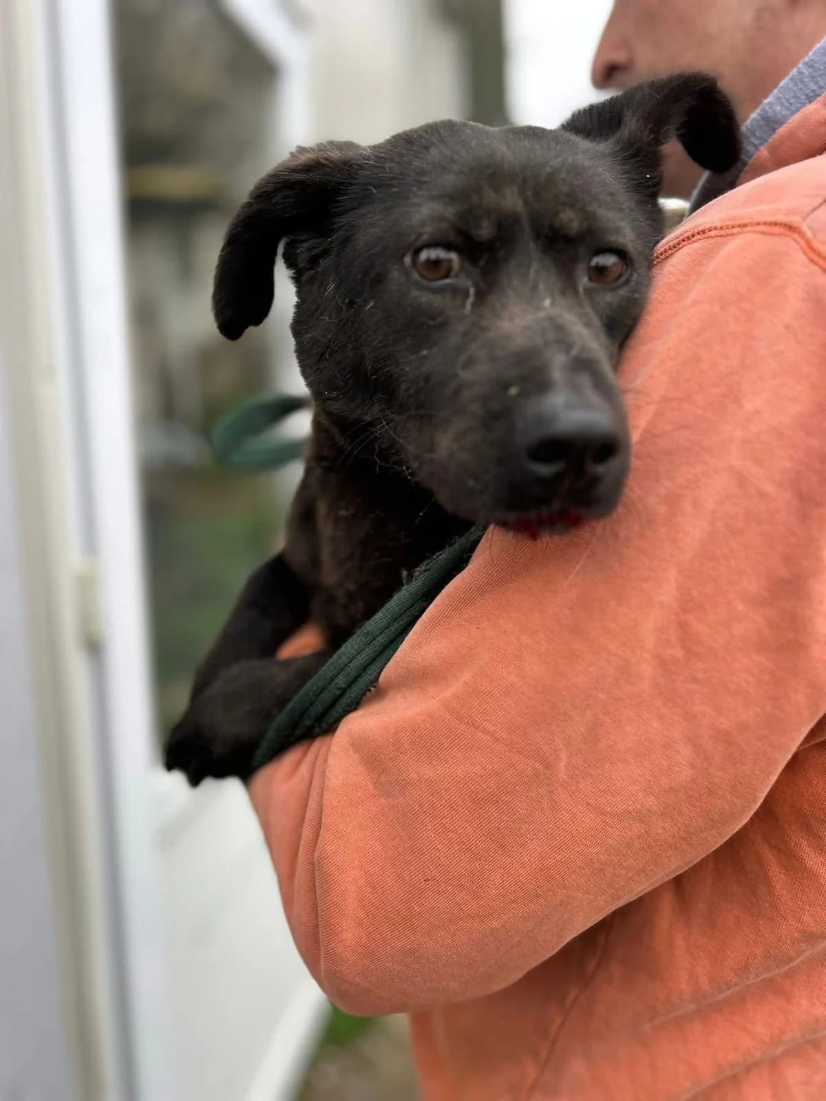 Blossy, Mixed Breed (Safe Rescue for Dogs)