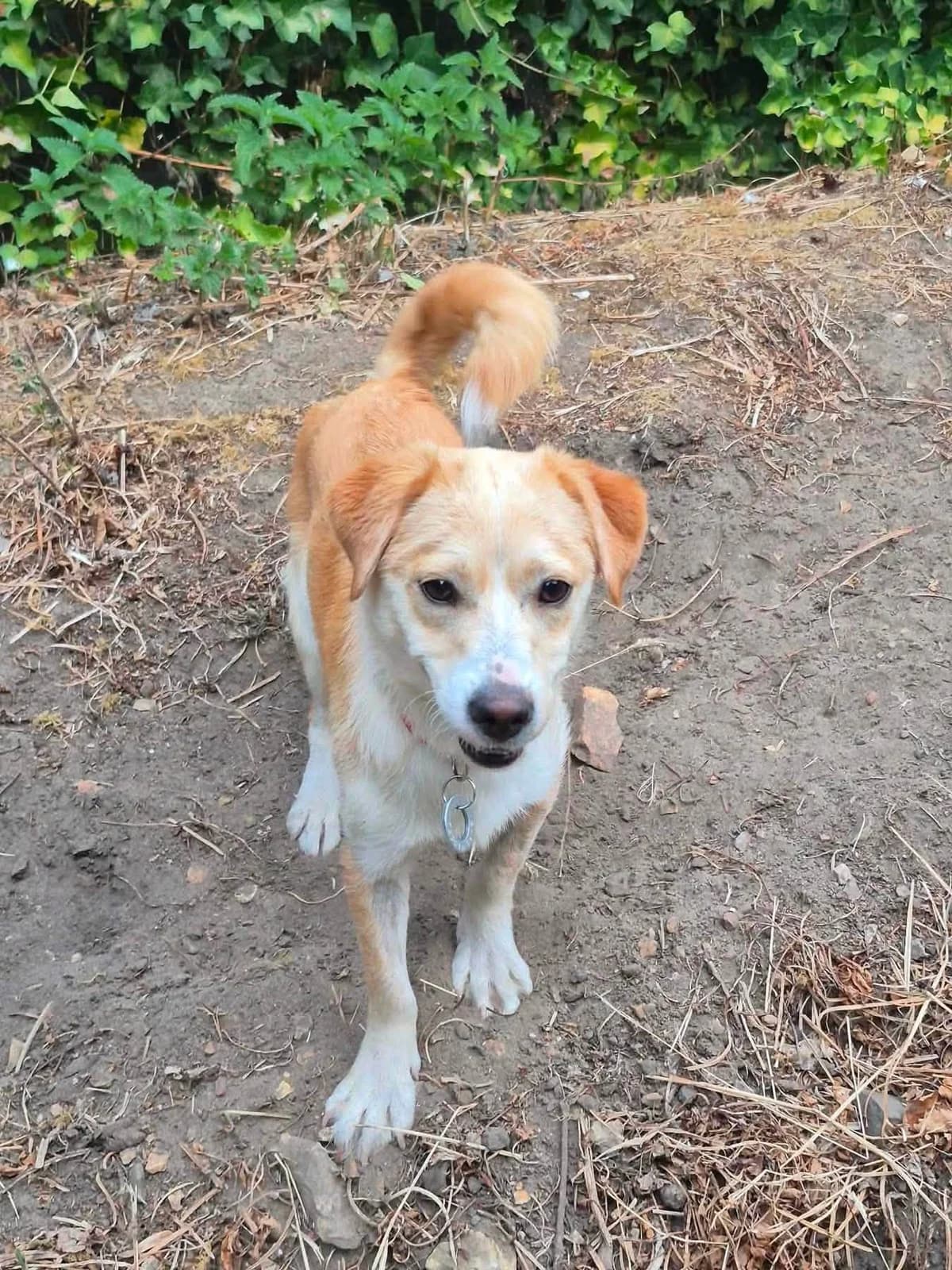 Boba, male young Mixed Breed for adoption at Safe Rescue for Dogs