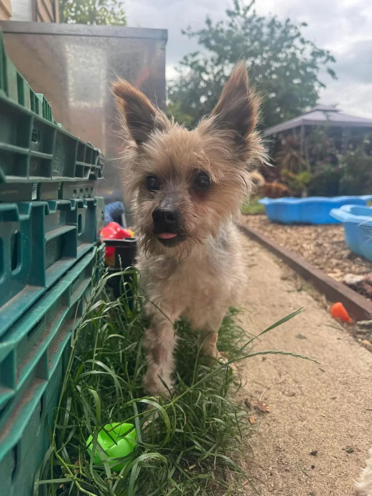 Brantis, male senior mixed breed for adoption at Safe Rescue for Dogs