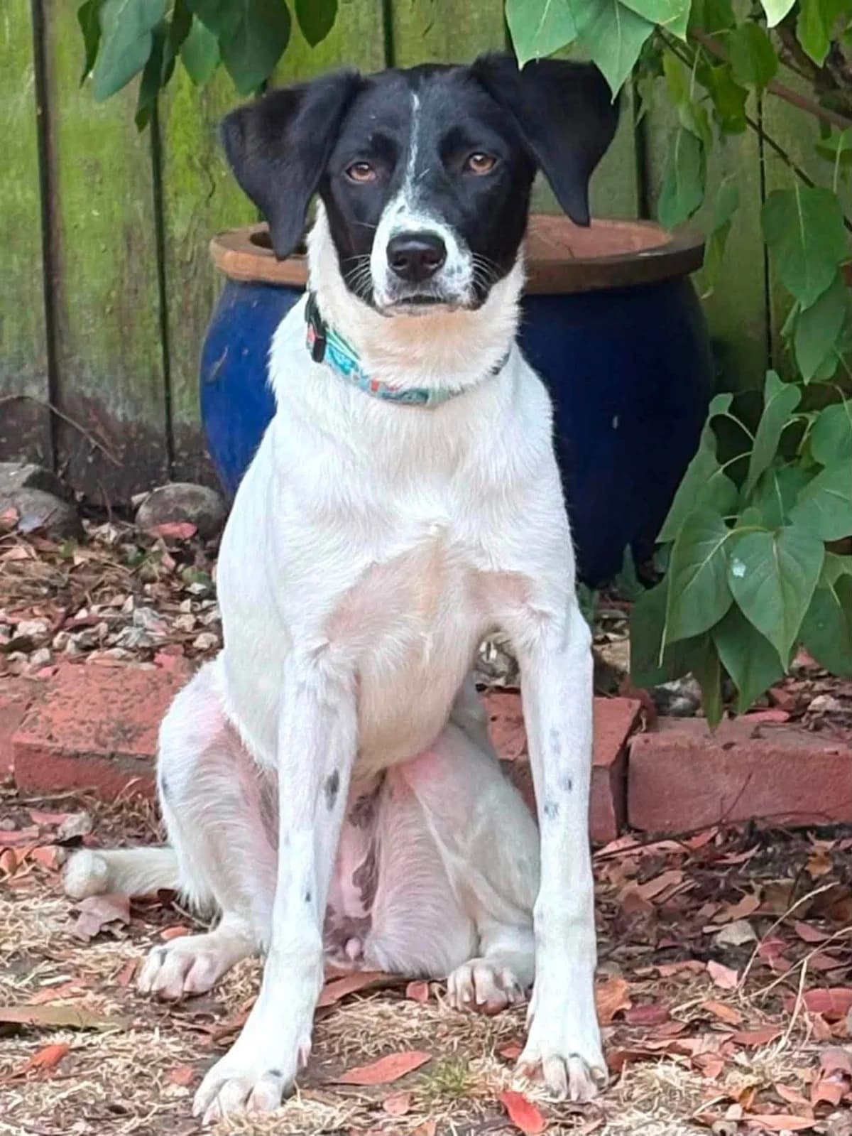 Bruna, female young Mixed Breed for adoption at Safe Rescue for Dogs