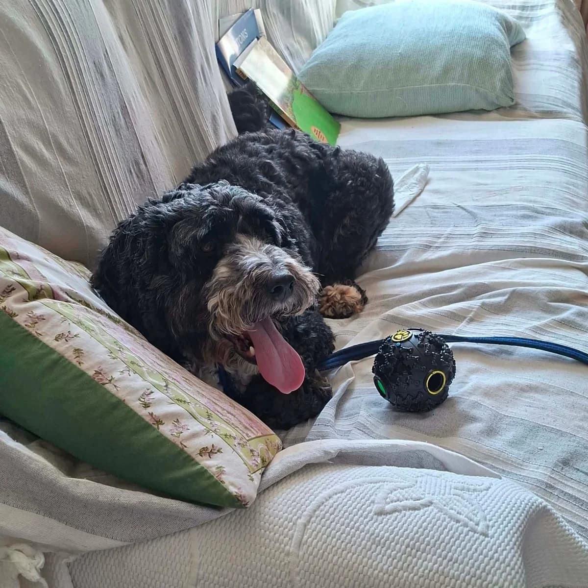 Buddy, male senior Mixed Breed for adoption at Safe Rescue for Dogs