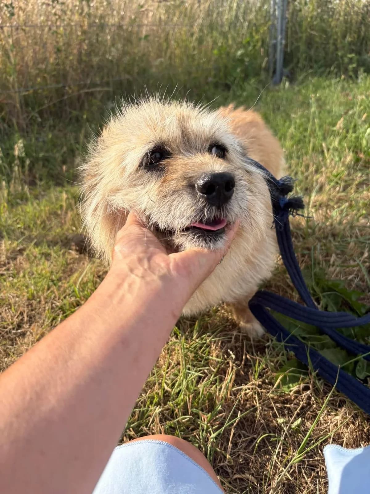 Bunny, female 5yo Mixed Breed for adoption at Safe Rescue for Dogs