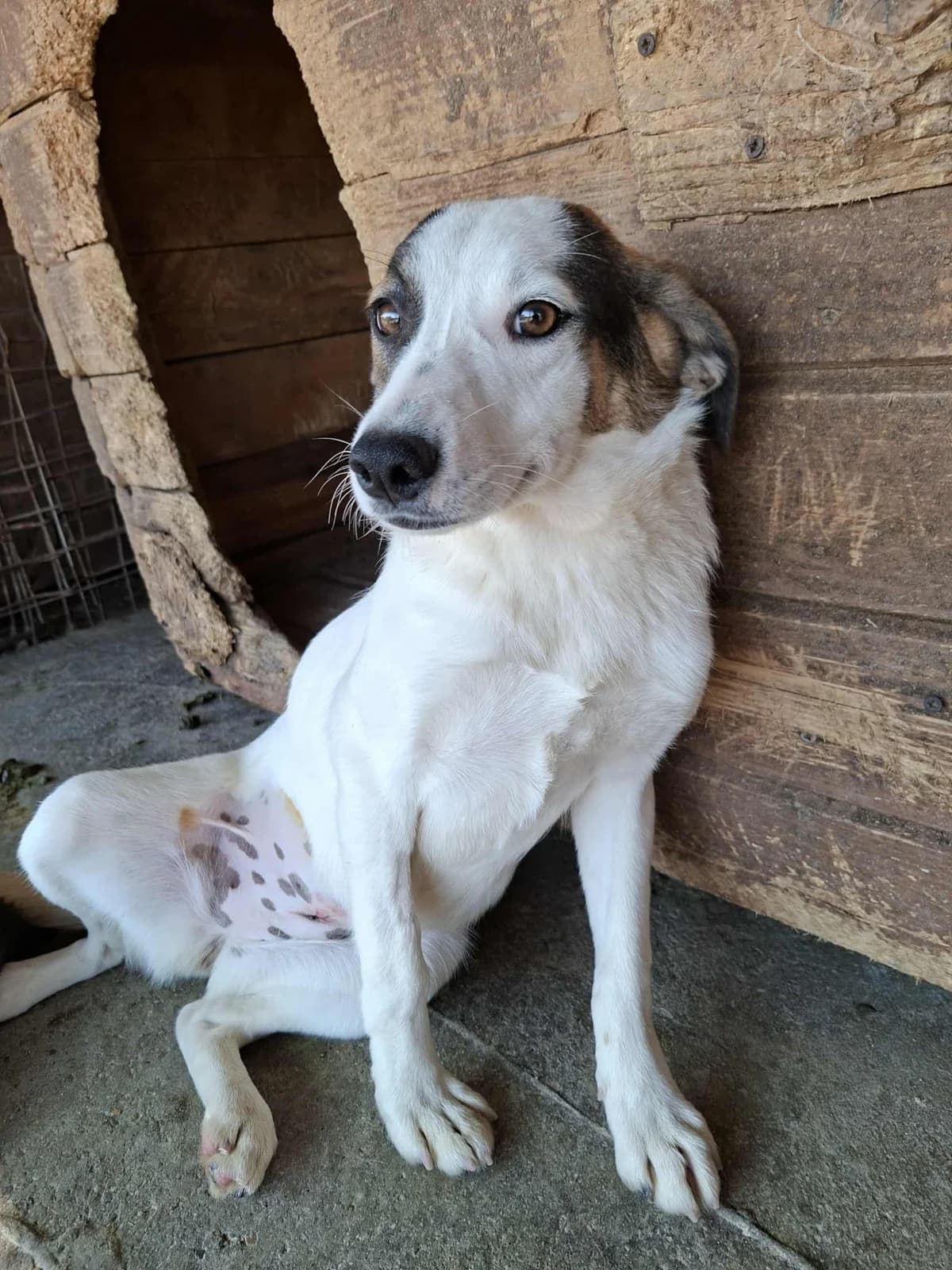 Carrie, Mixed Breed (Safe Rescue for Dogs)