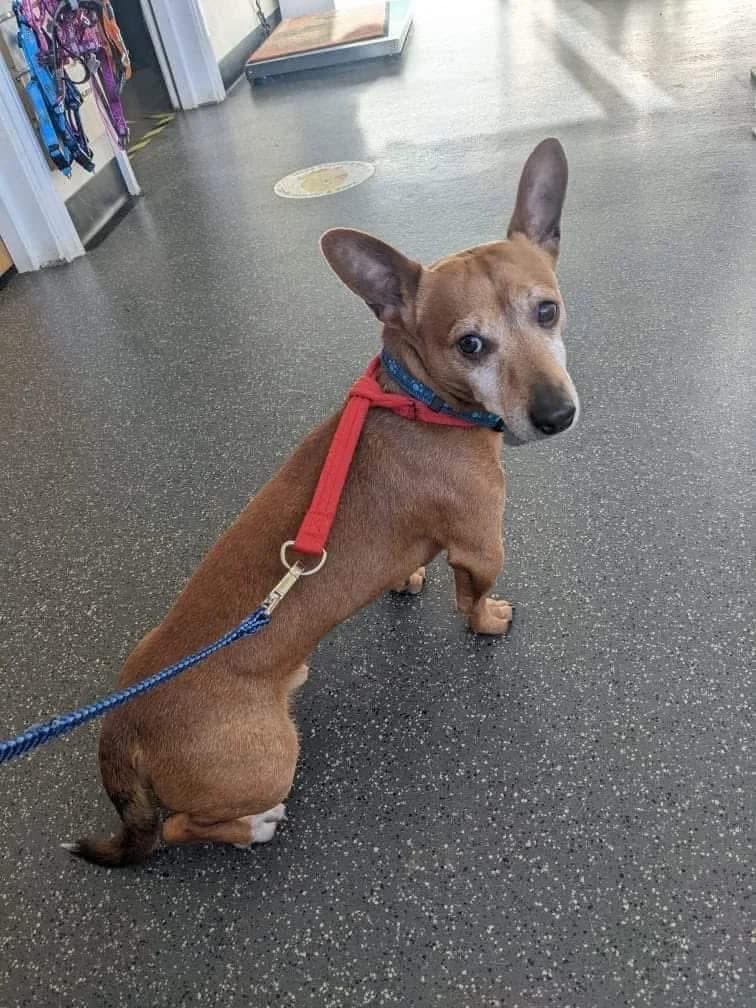 Chico, male 4yo mixed breed for adoption at Safe Rescue for Dogs