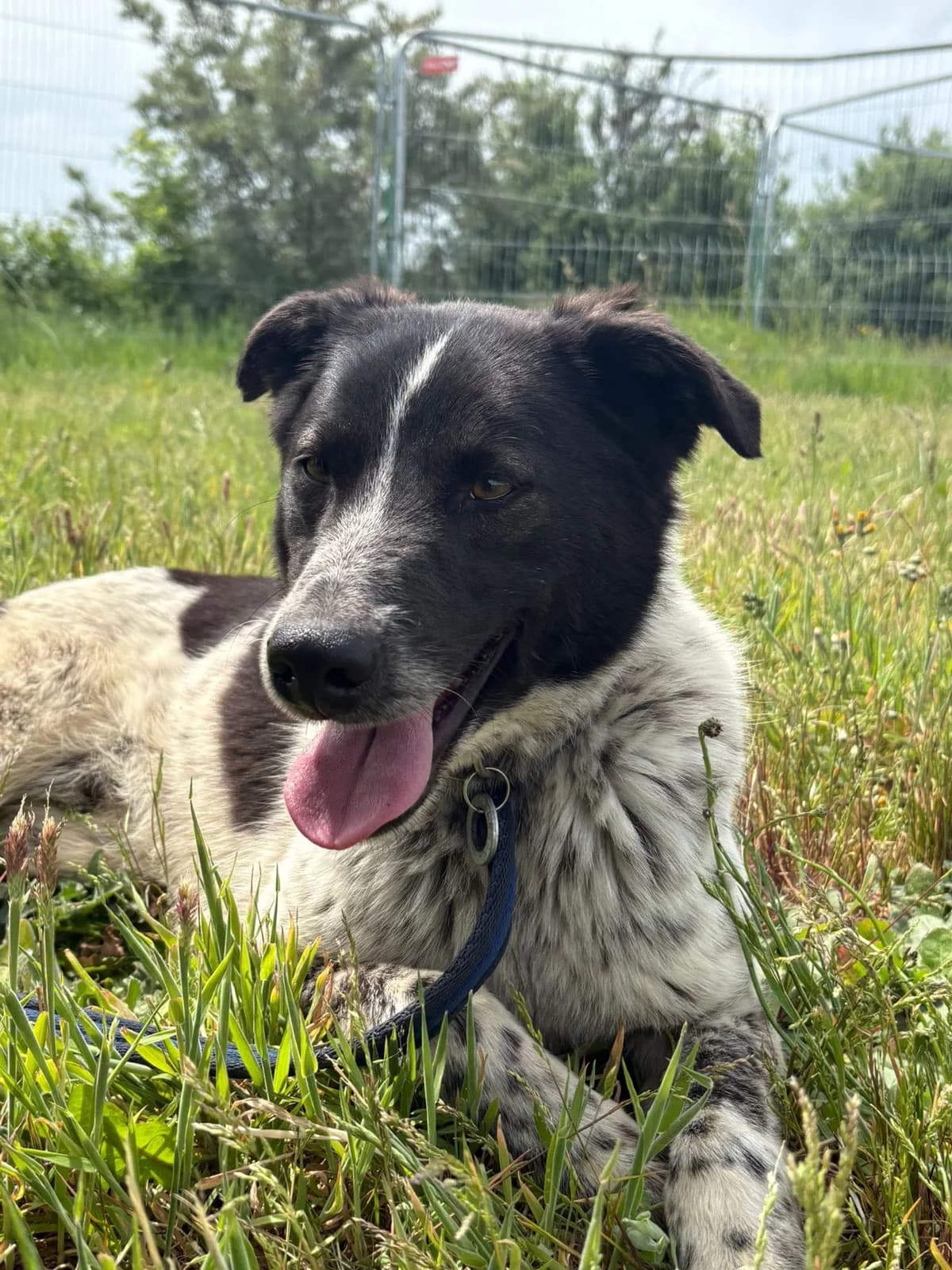 Conga, male Mixed Breed for adoption at Safe Rescue for Dogs