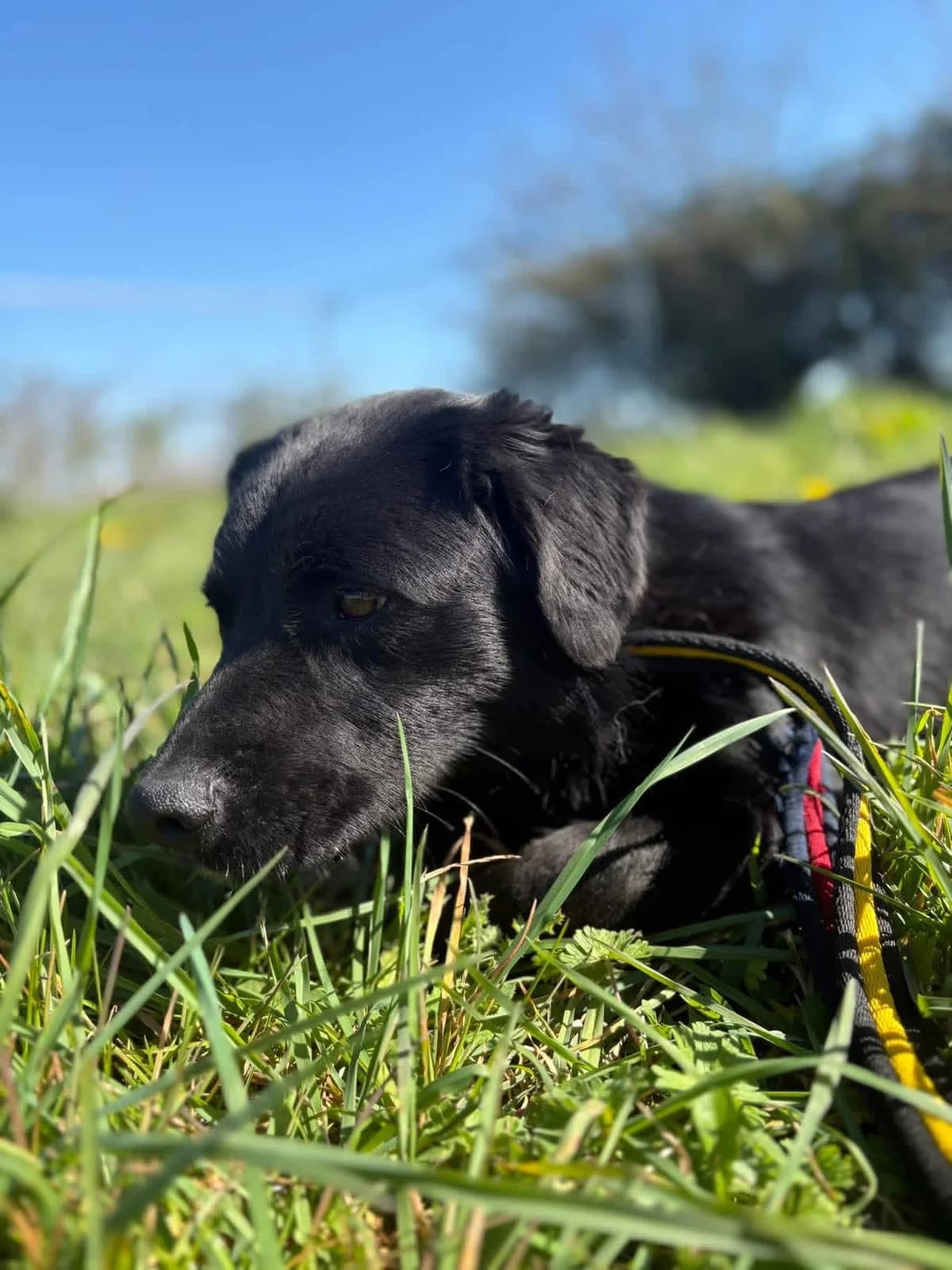Dante,  (Safe Rescue for Dogs)