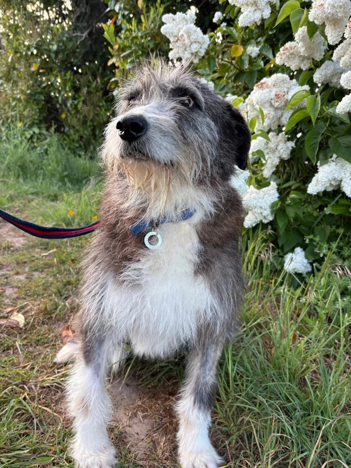 Duncan, Mixed Breed (Safe Rescue for Dogs)