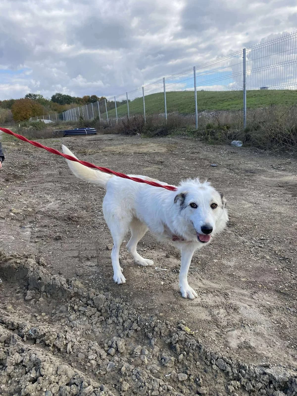 Elena, Mixed Breed (Safe Rescue for Dogs)