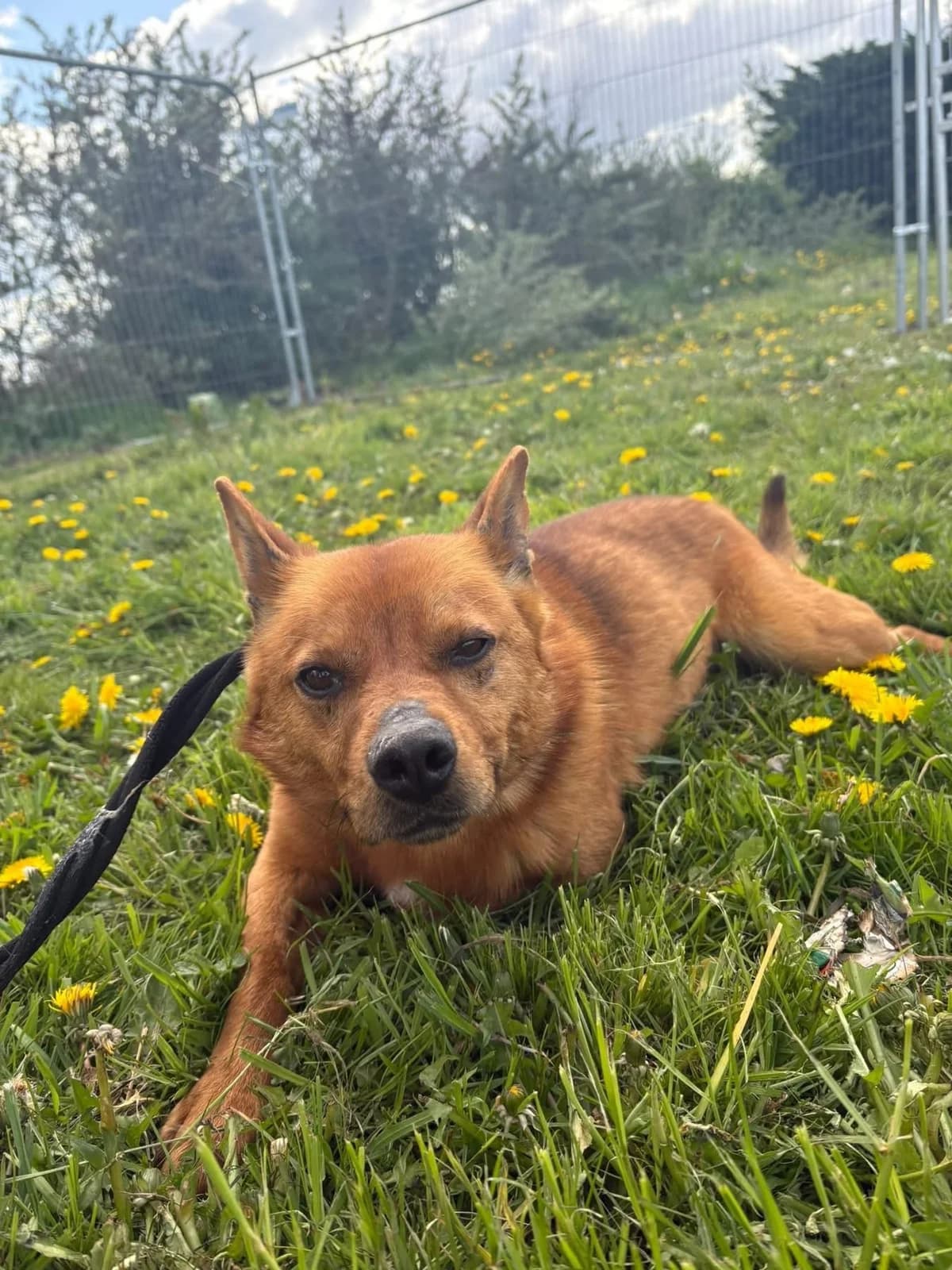 Eli, Mixed Breed (Safe Rescue for Dogs)
