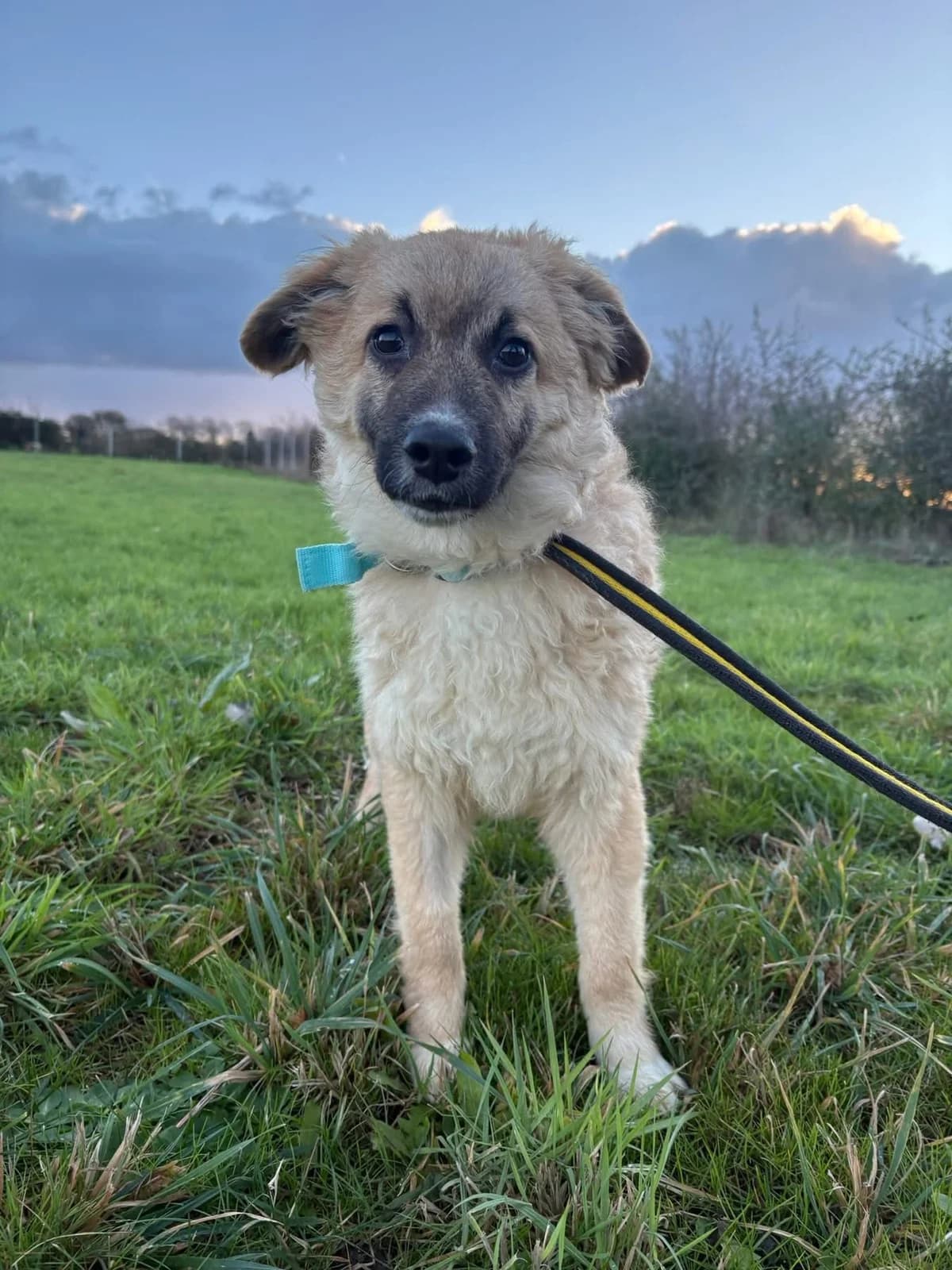 Finn, Mixed Breed (Safe Rescue for Dogs)