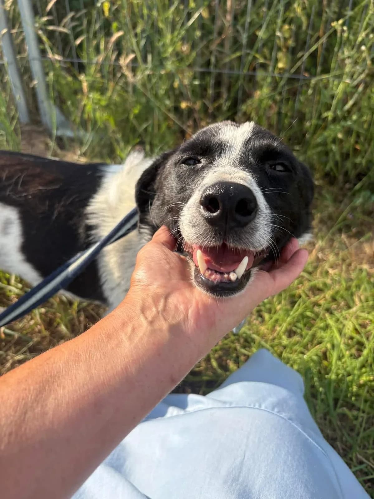 Florina, female 5yo Mixed Breed for adoption at Safe Rescue for Dogs