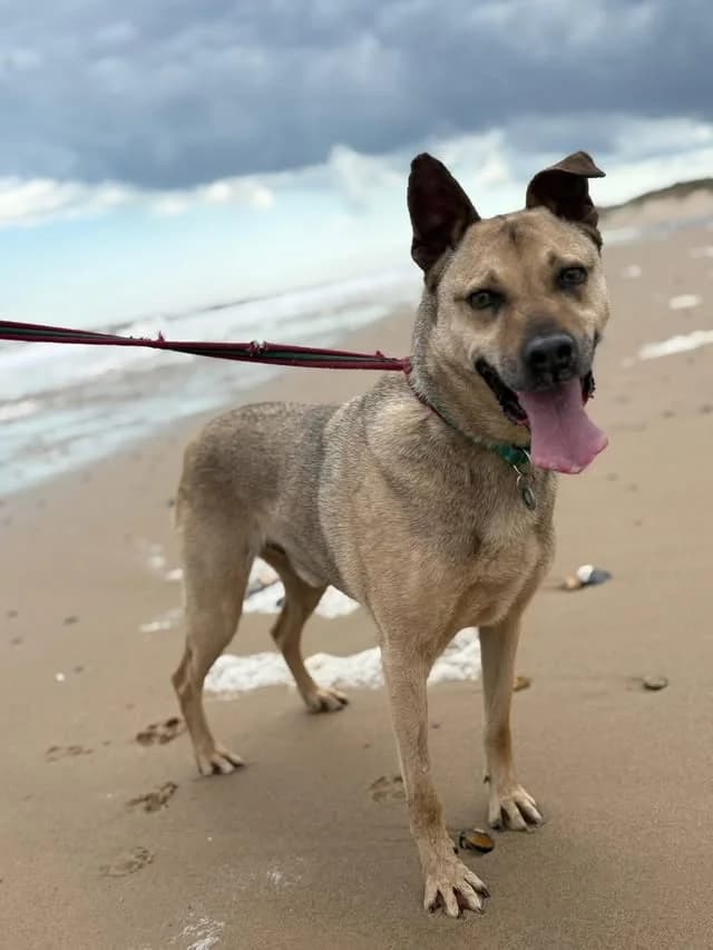Gabriel, Mixed Breed (Safe Rescue for Dogs)