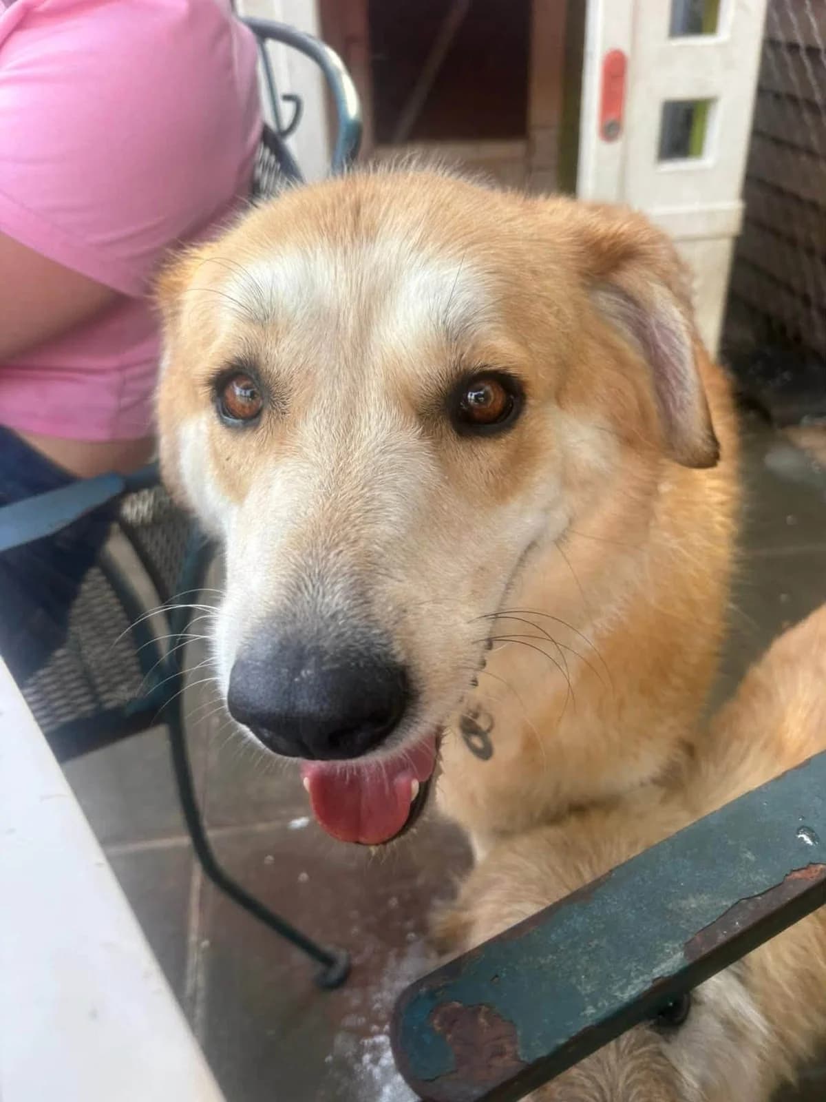 Gertie, Mixed Breed (Safe Rescue for Dogs)