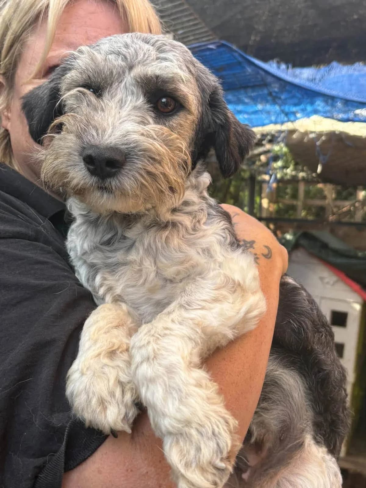 Ginny, female young Mixed Breed for adoption at Safe Rescue for Dogs