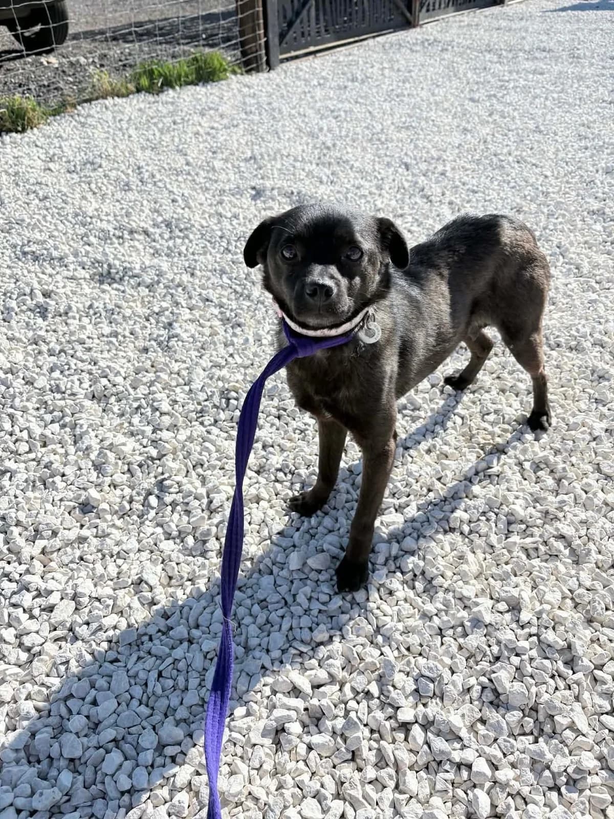 Grace, Mixed Breed (Safe Rescue for Dogs)