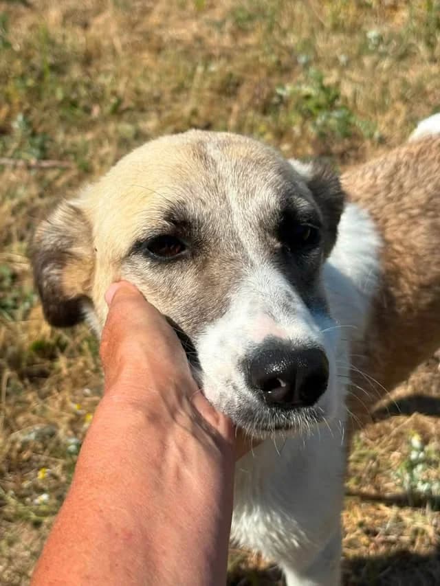 Happy, Mixed Breed (Safe Rescue for Dogs)