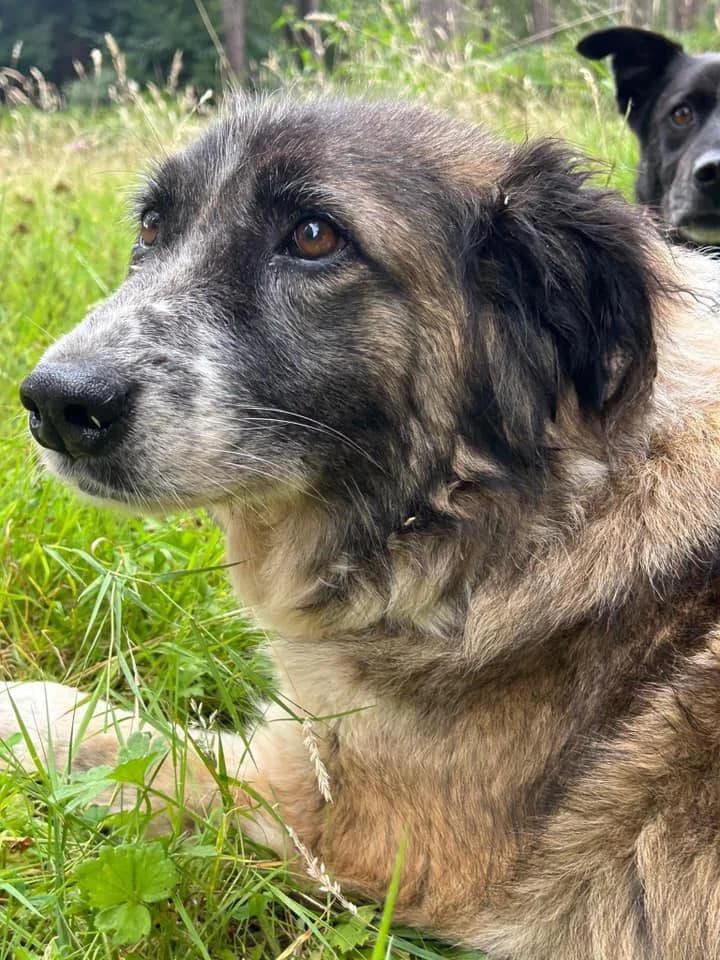 Hilda,  (Safe Rescue for Dogs)
