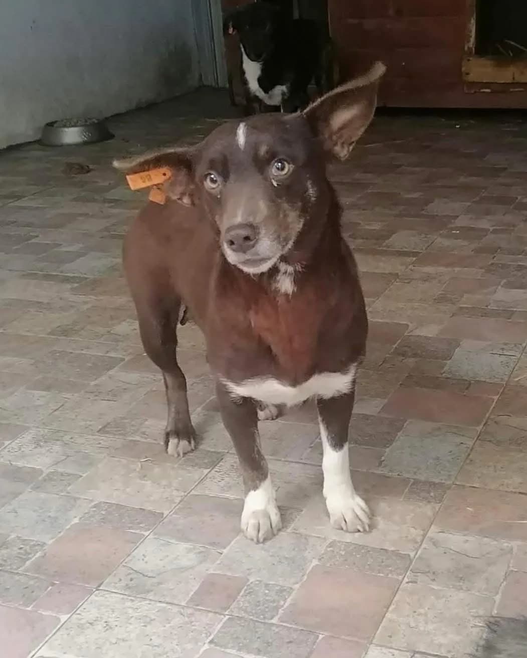 India, Mixed Breed (Safe Rescue for Dogs)