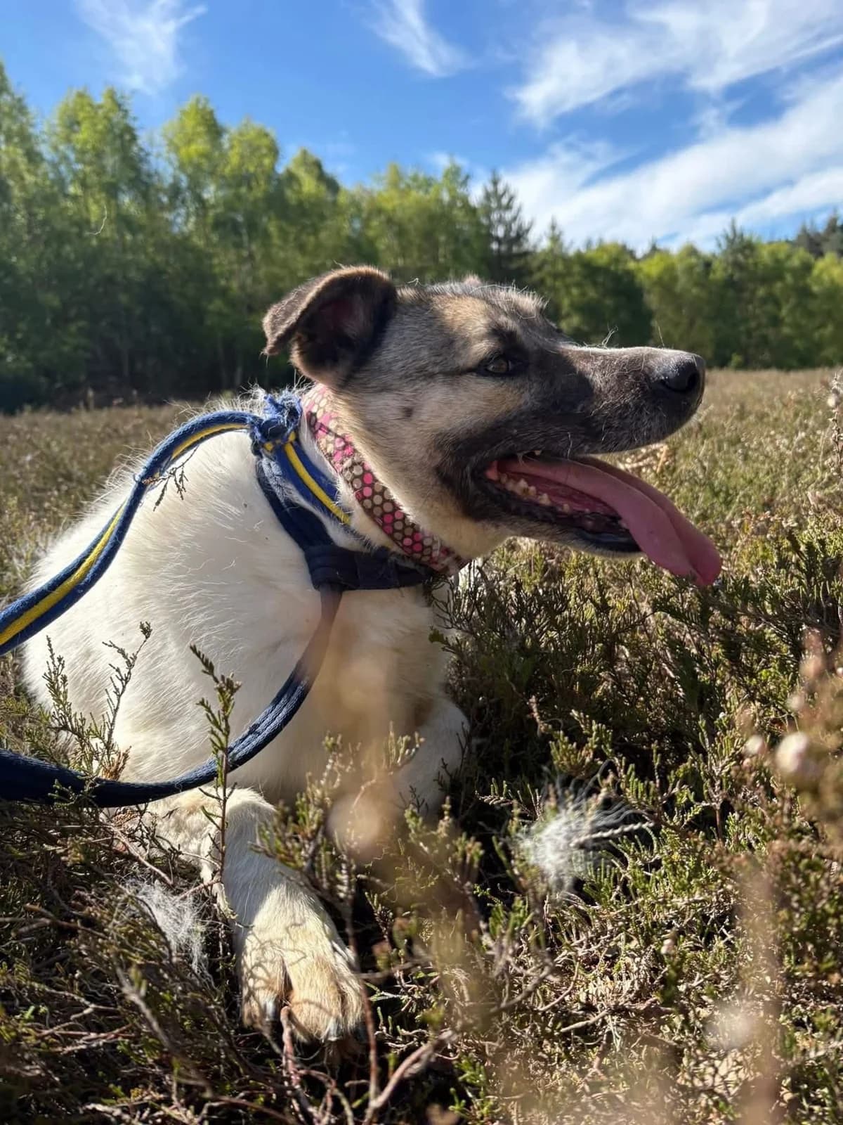 Jellybean, Mixed Breed (Safe Rescue for Dogs)