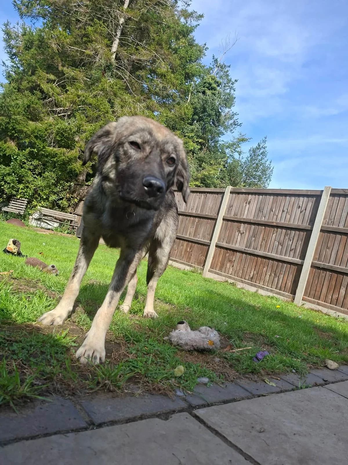 Kevin, Mixed Breed (Safe Rescue for Dogs)