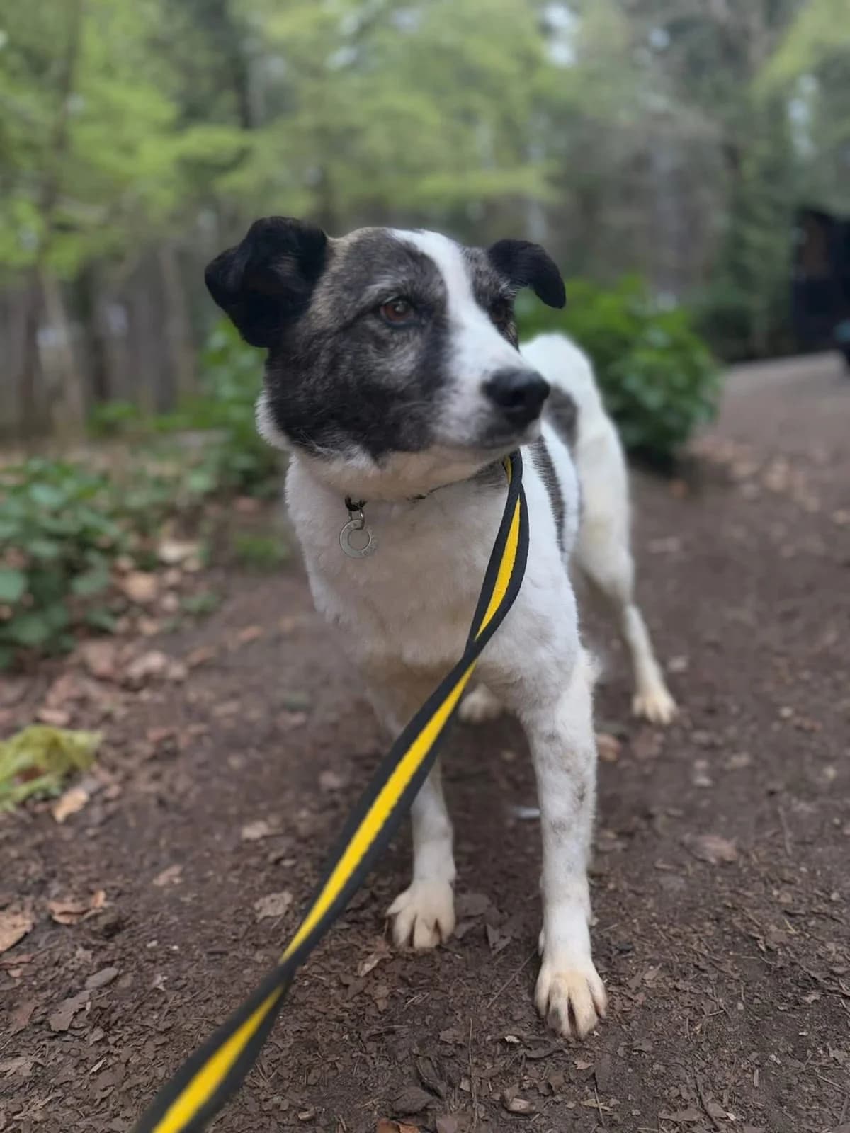 Laura, Mixed Breed (Safe Rescue for Dogs)