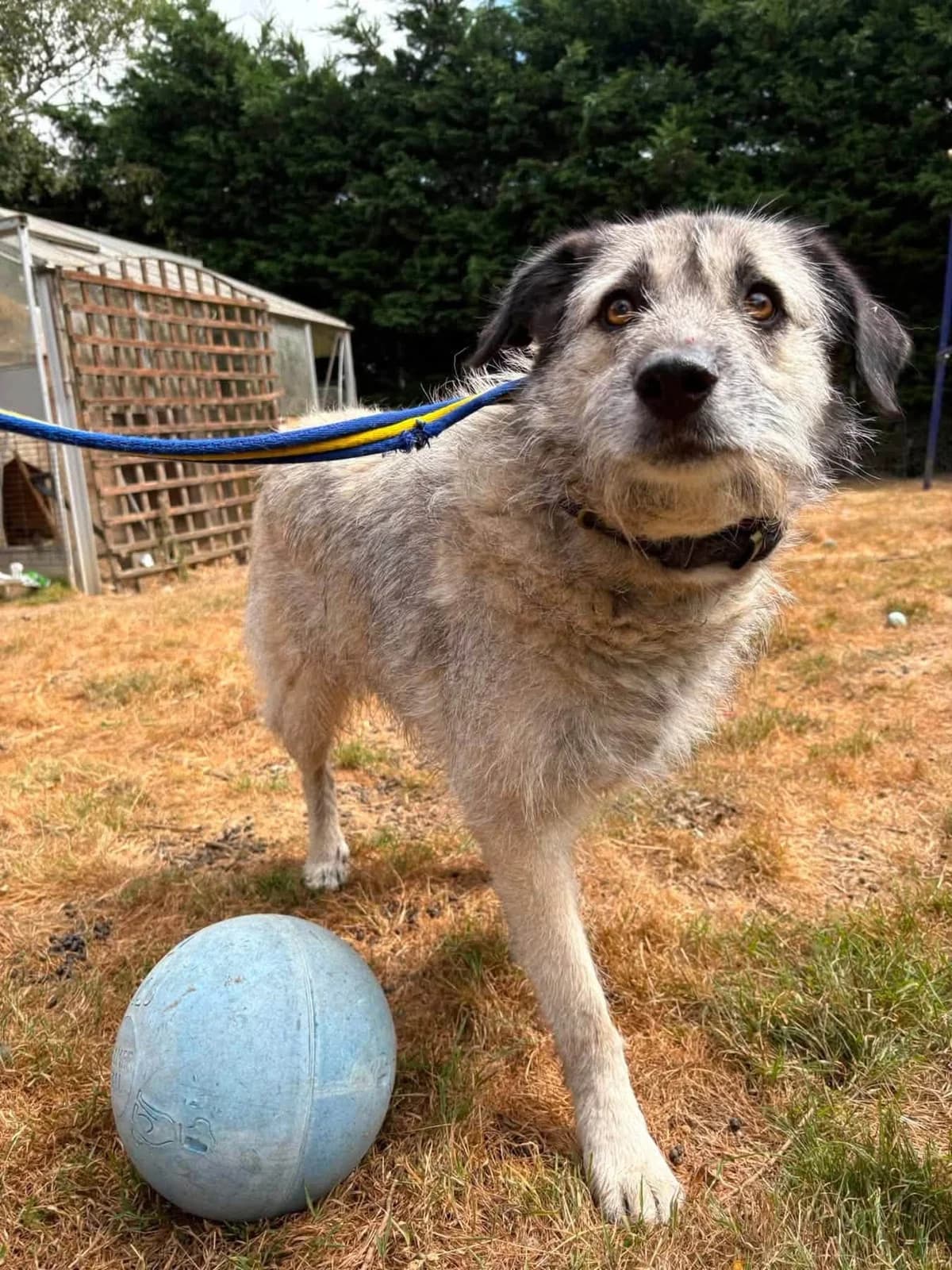 Letty, Mixed Breed (Safe Rescue for Dogs)