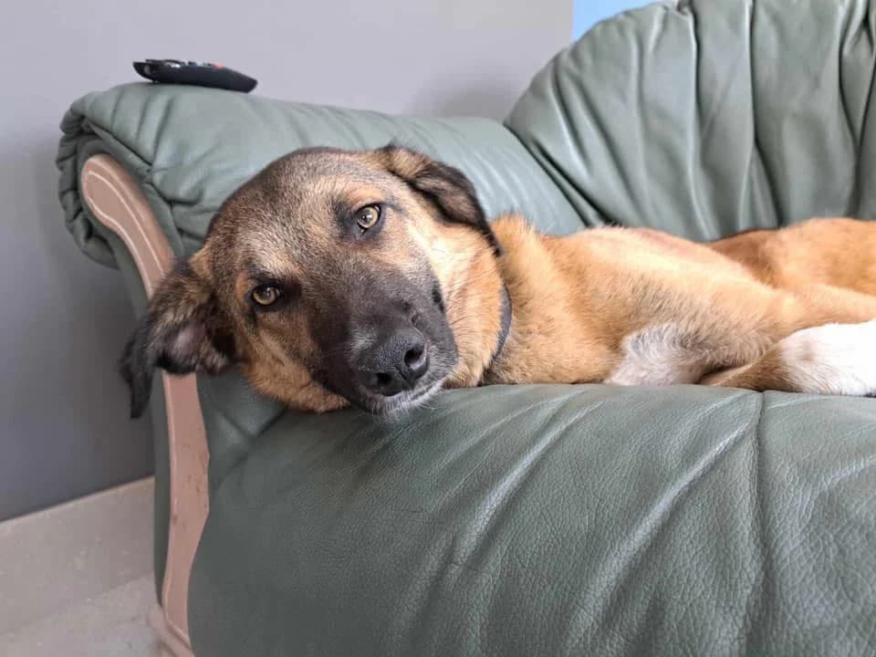 Levi, Mixed Breed (Safe Rescue for Dogs)