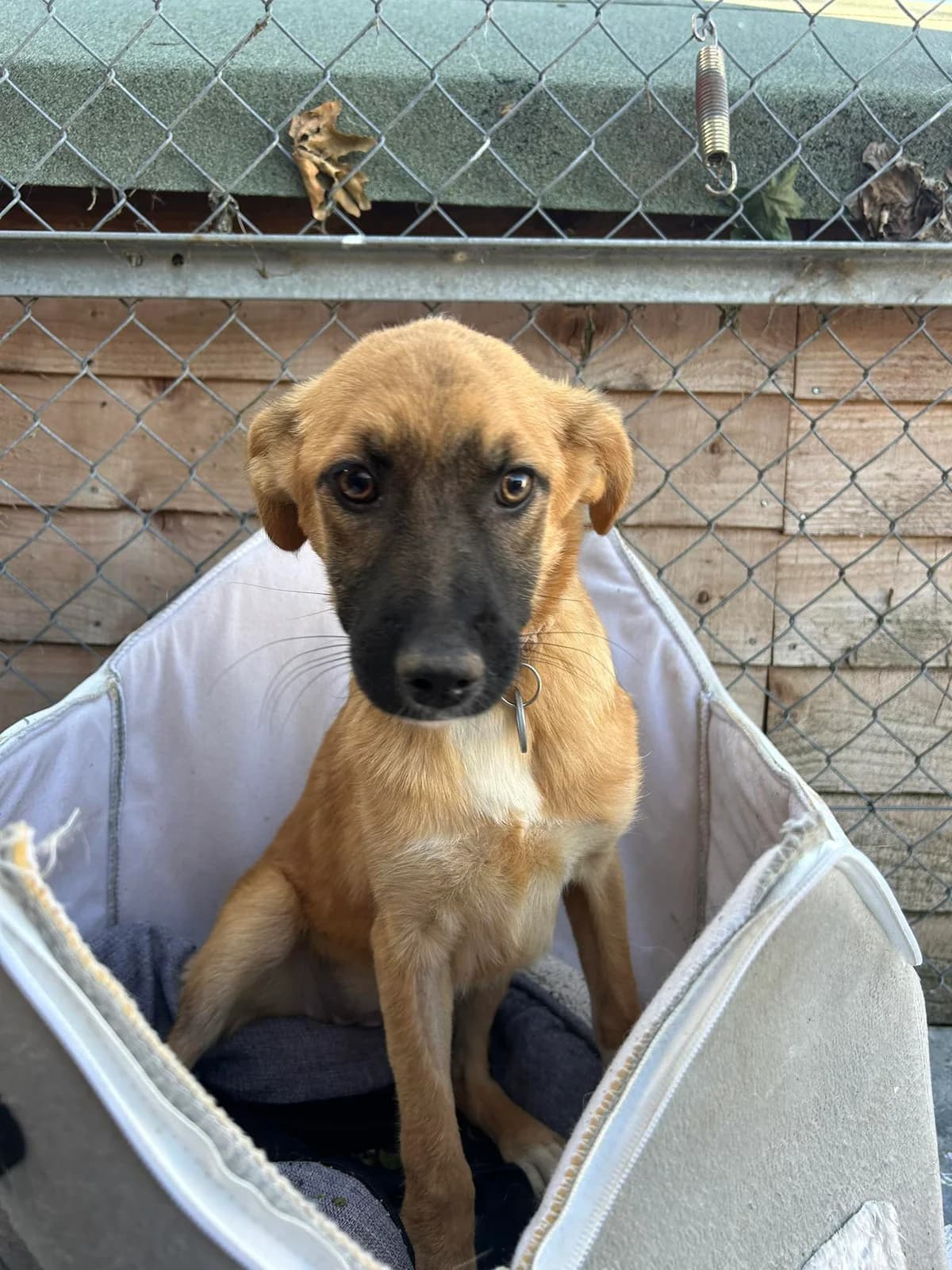 Lindsay, Mixed Breed (Safe Rescue for Dogs)