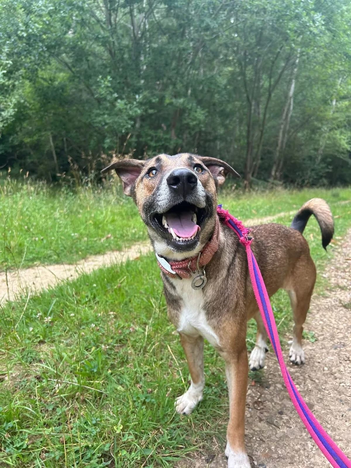 Lizzie, Mixed Breed (Safe Rescue for Dogs)