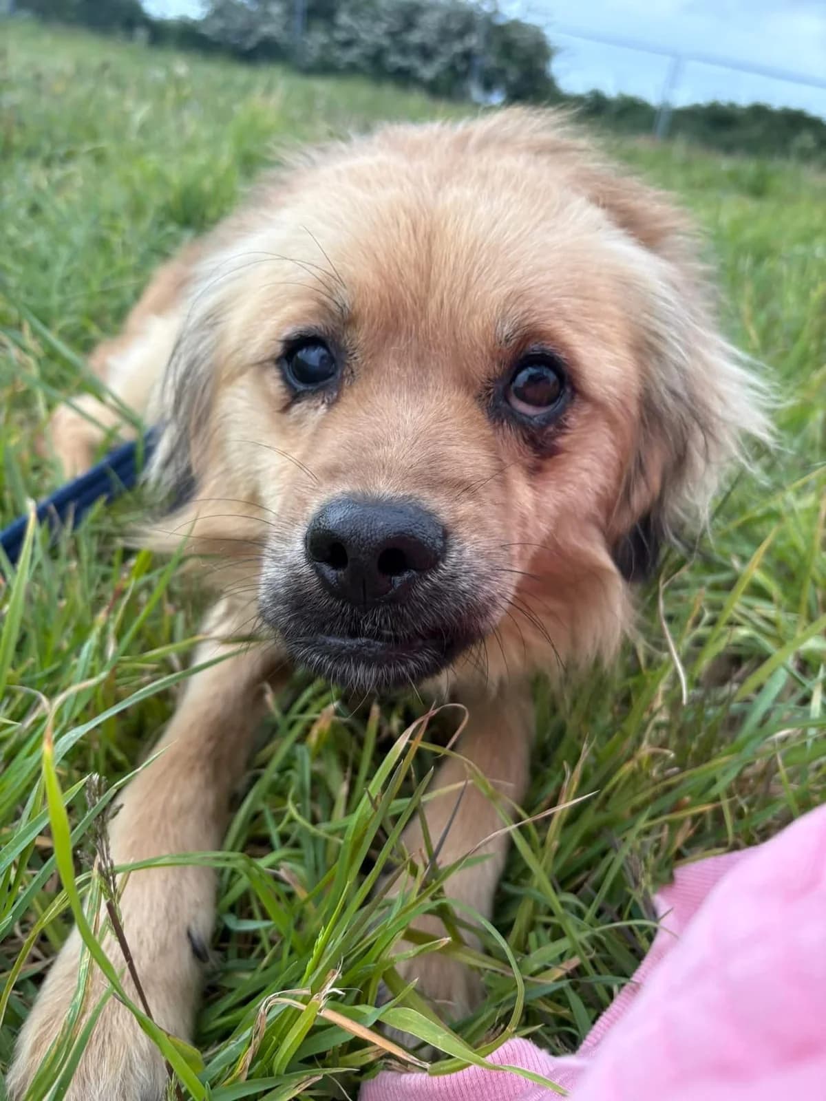 Lol, Mixed Breed (Safe Rescue for Dogs)