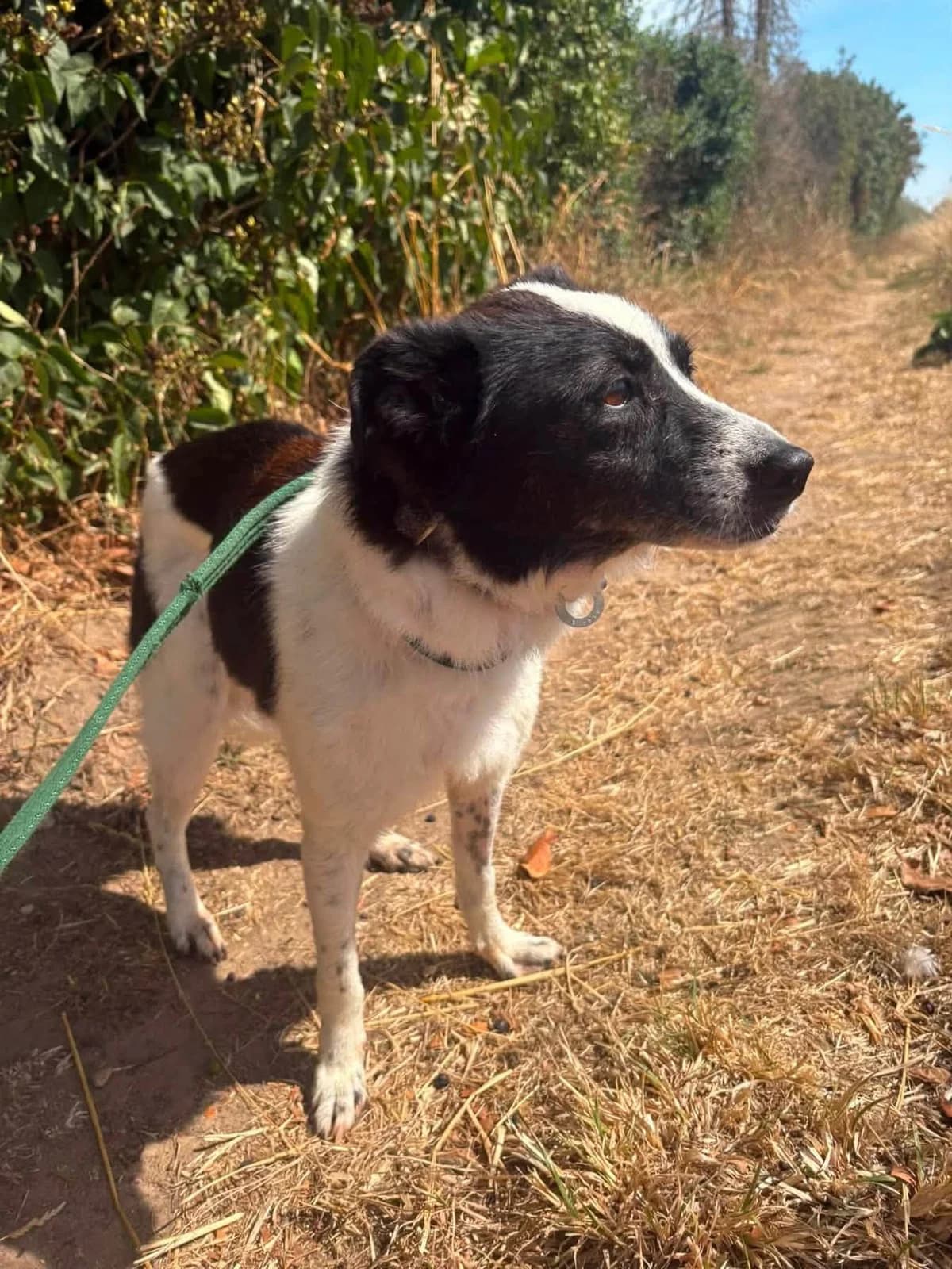 Lola, female 5yo Mixed Breed for adoption at Safe Rescue for Dogs