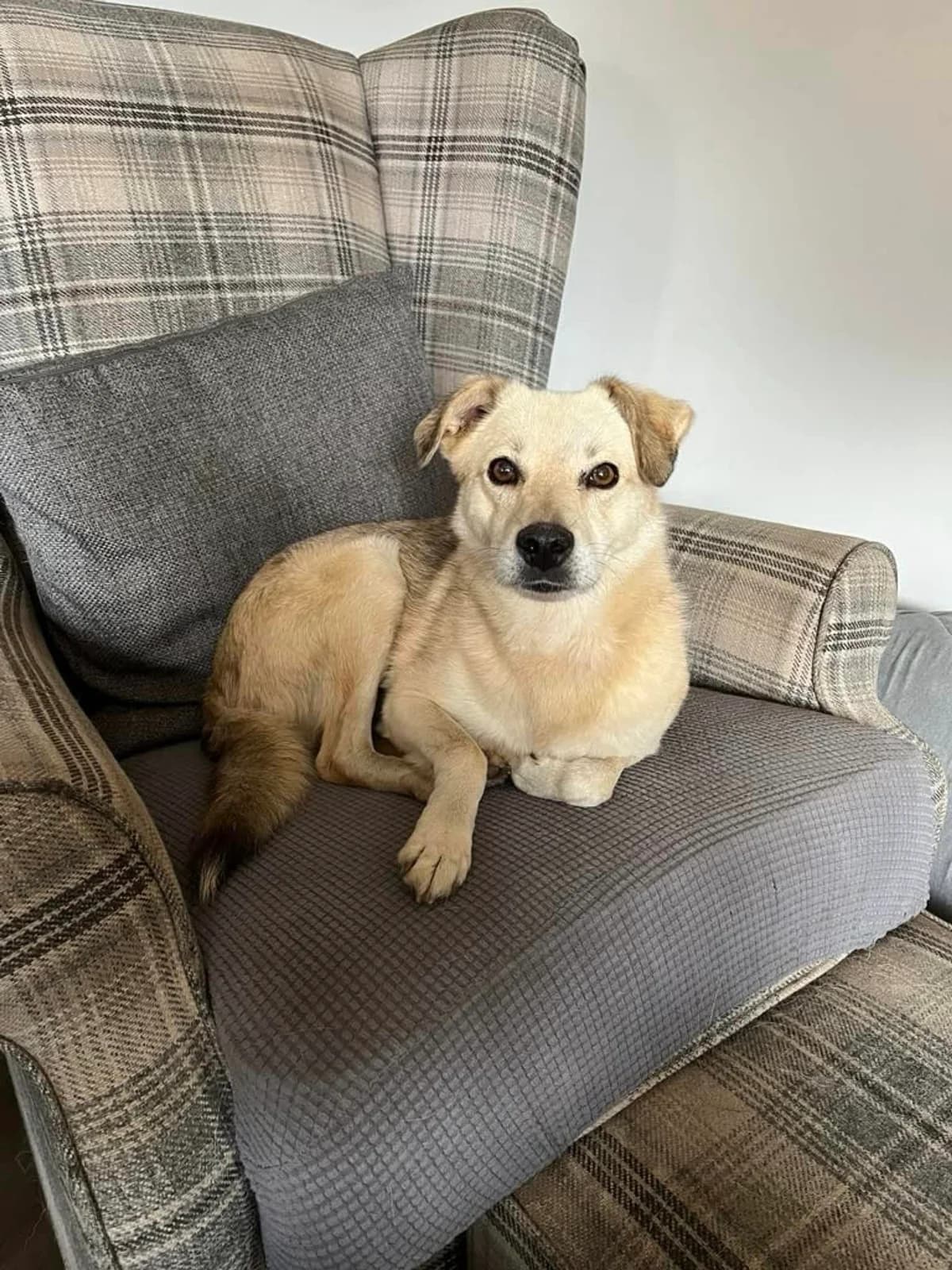 Maggie, female senior Mixed Breed for adoption at Safe Rescue for Dogs