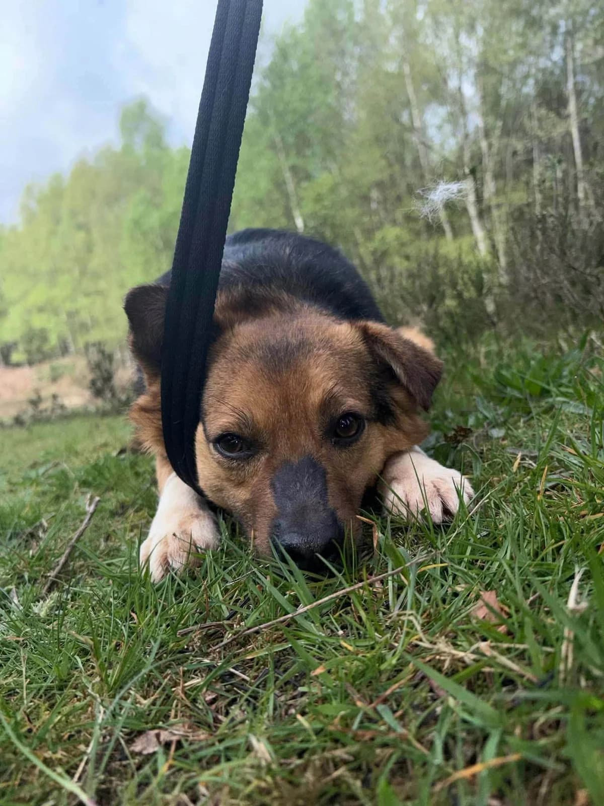Mandy, Mixed Breed (Safe Rescue for Dogs)