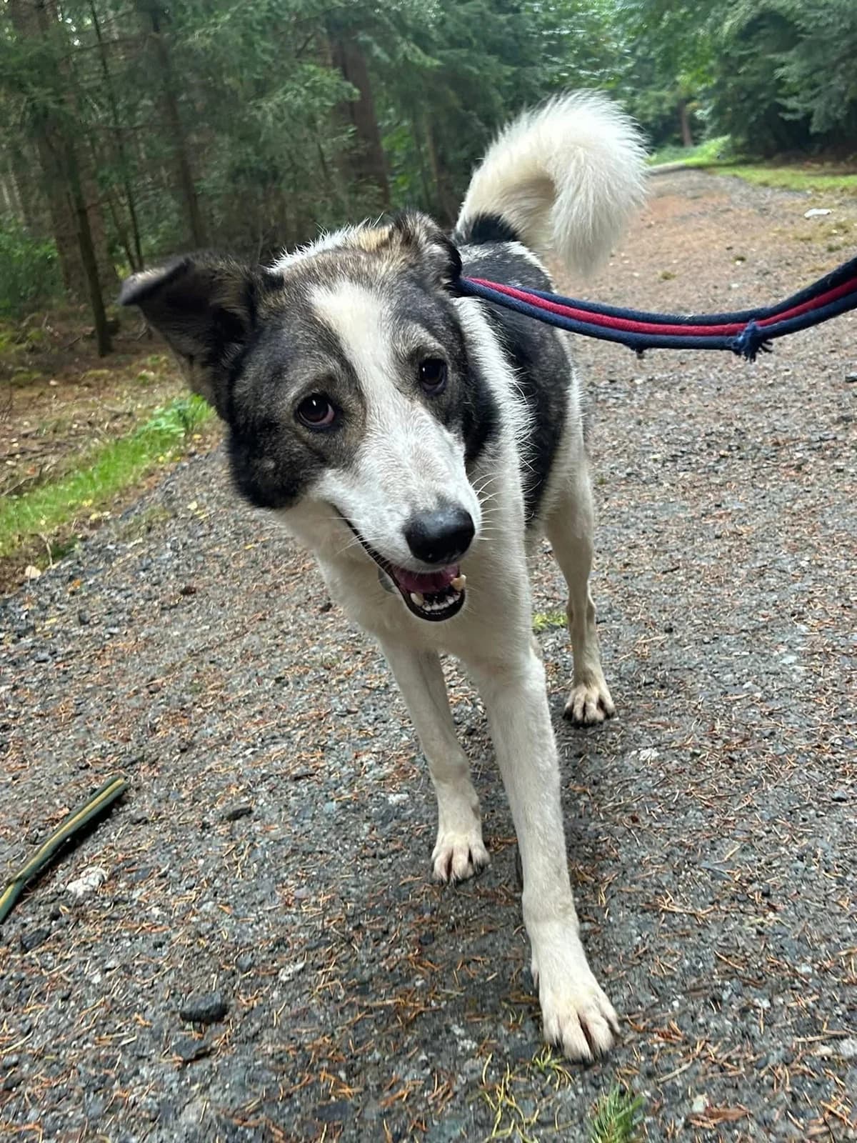 Matteo, Mixed Breed (Safe Rescue for Dogs)