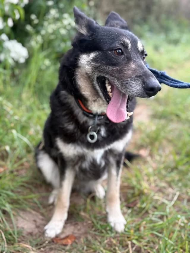 Megan, Mixed Breed (Safe Rescue for Dogs)