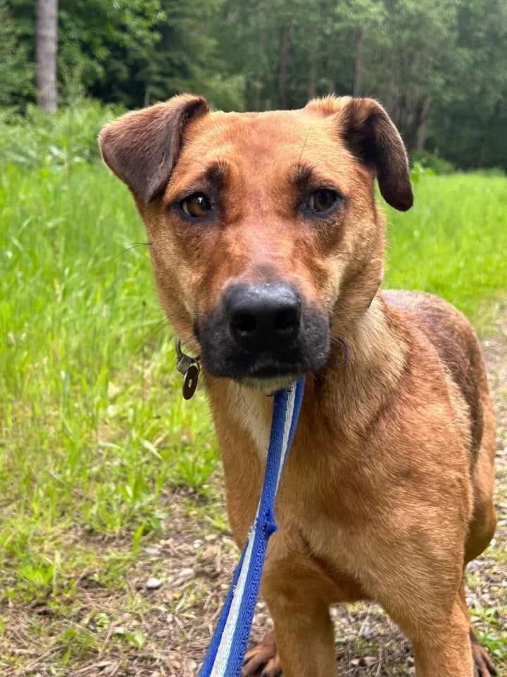 Meggie, female 5yo Mixed Breed for adoption at Safe Rescue for Dogs