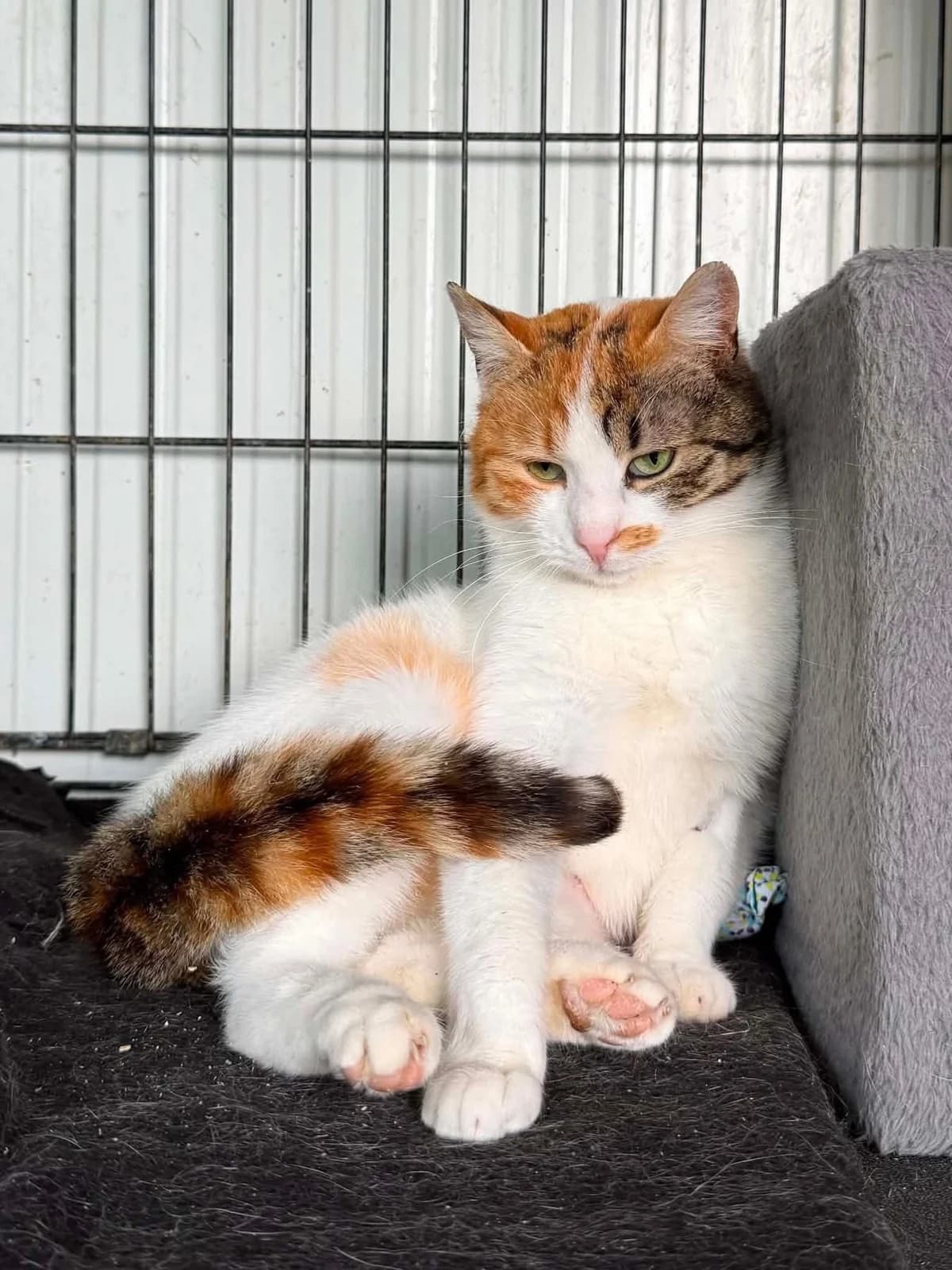 Mina, Mixed Breed (Safe Rescue for Dogs)