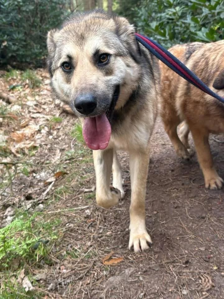 Molly, female 5yo mixed breed for adoption at Safe Rescue for Dogs