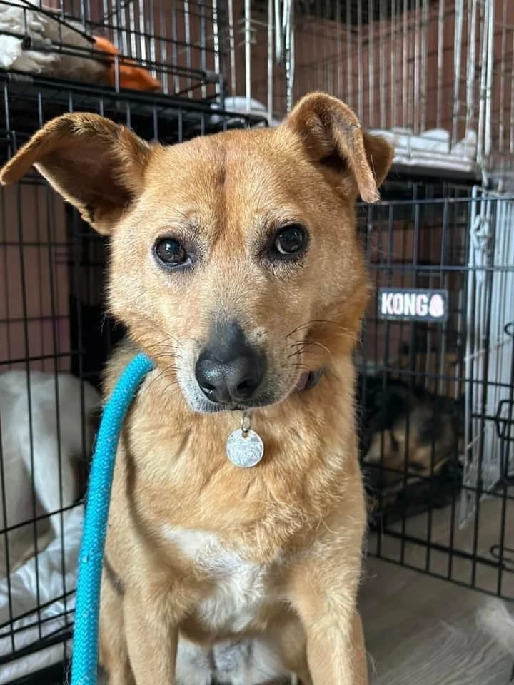 Mona, female senior Mixed Breed for adoption at Safe Rescue for Dogs