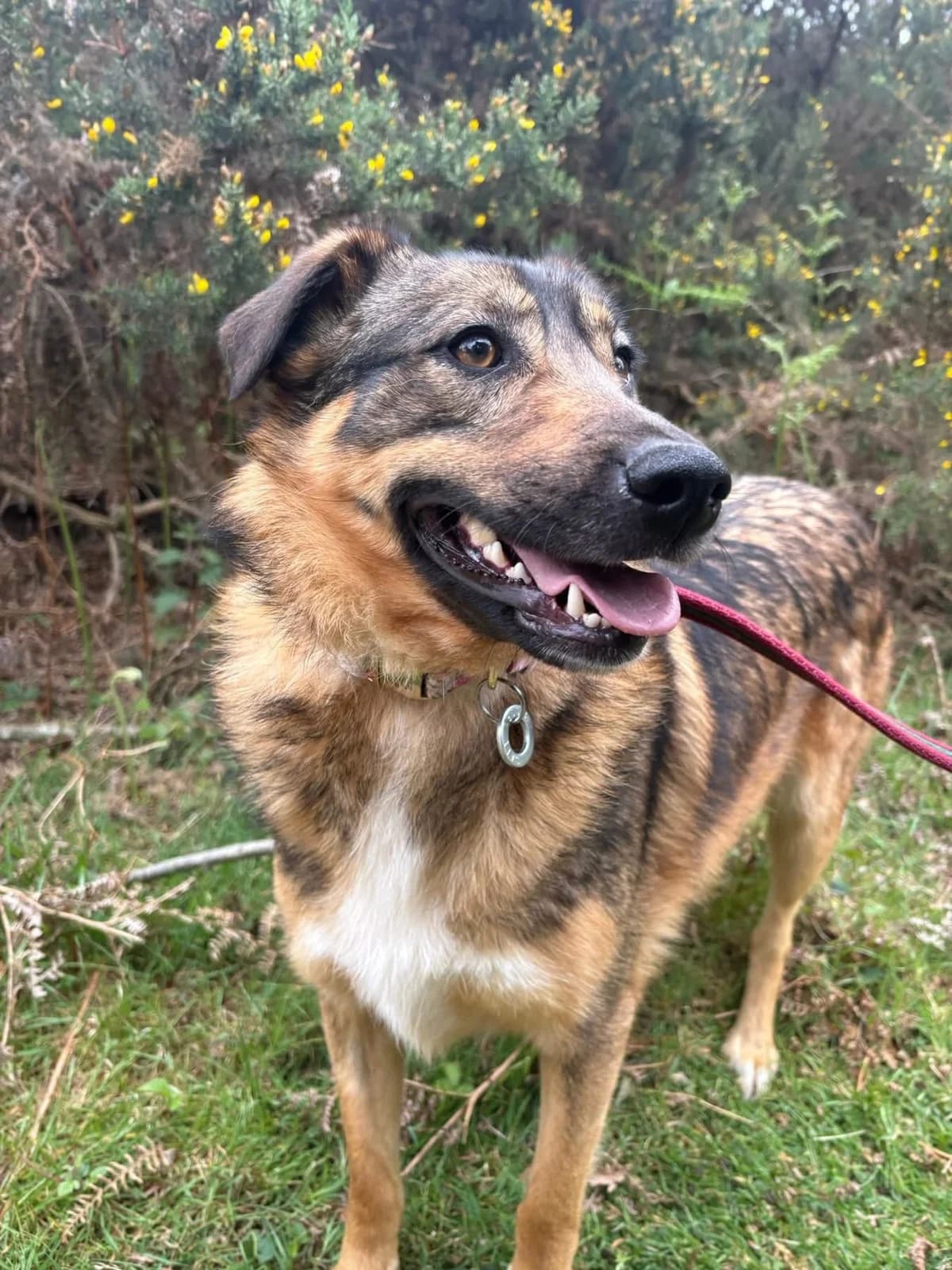 Nancy, Mixed Breed (Safe Rescue for Dogs)