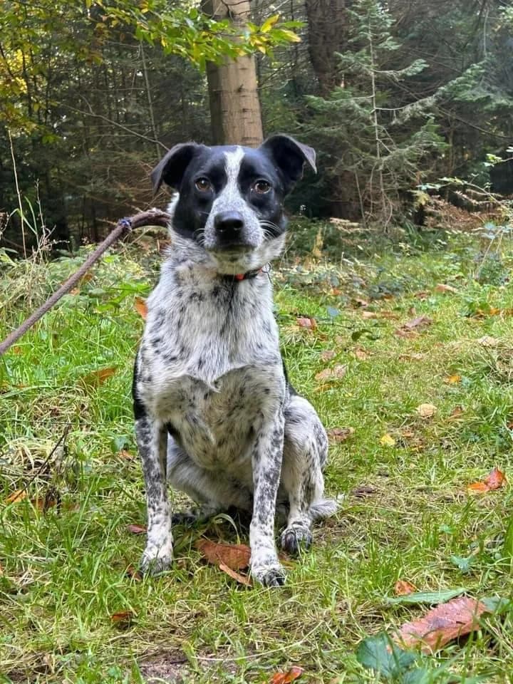 Nella, female 3yo Mixed Breed for adoption at Safe Rescue for Dogs
