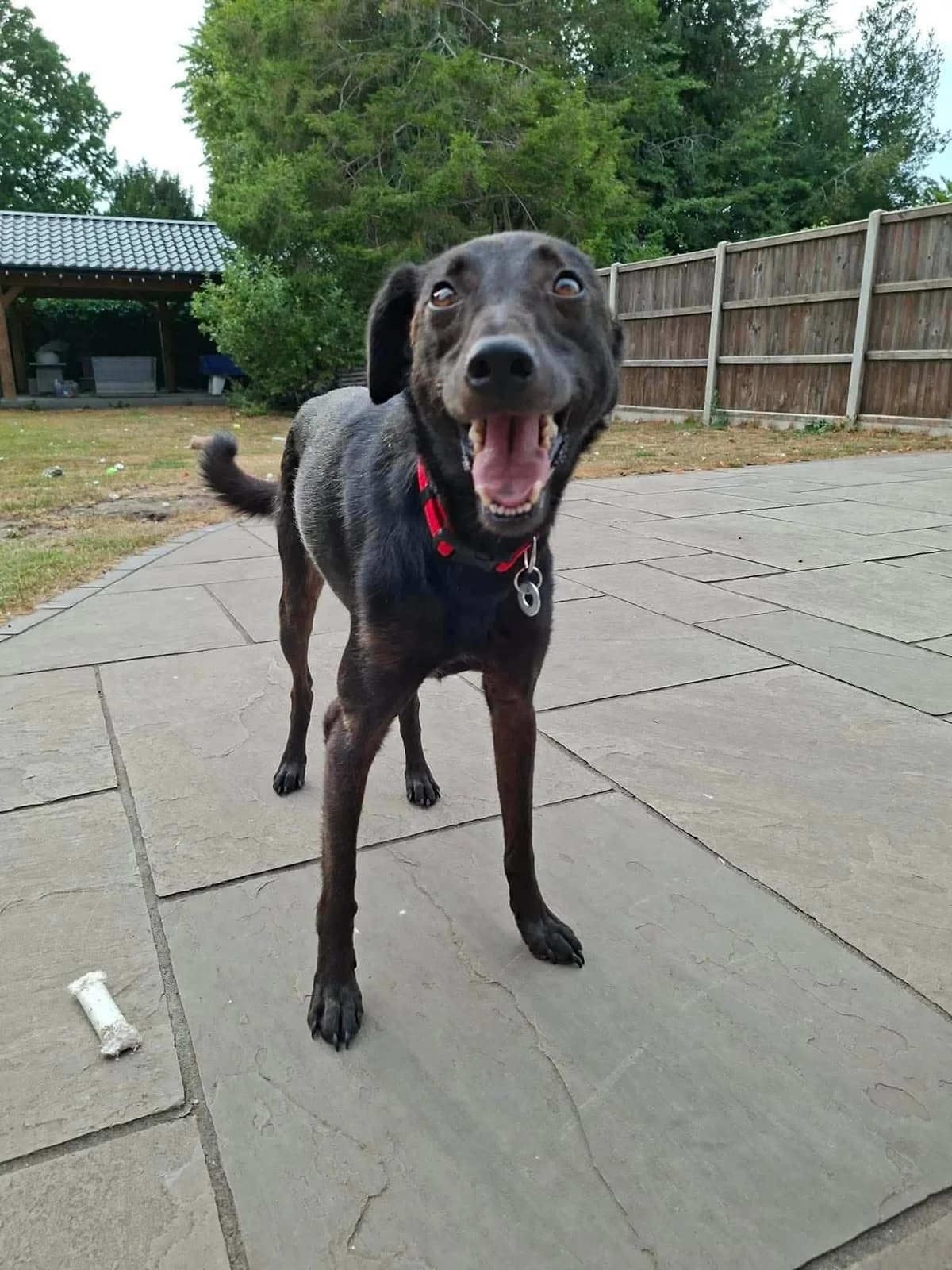 Olive, female 5yo Greyhound for adoption at Safe Rescue for Dogs