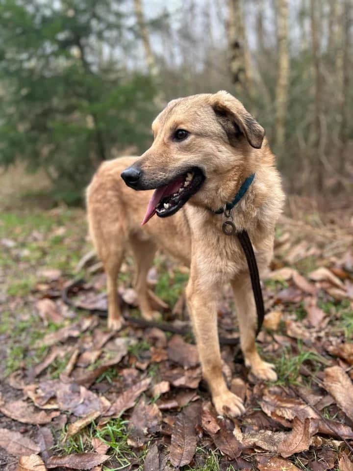 Pettern, male 5yo Mixed Breed for adoption at Safe Rescue for Dogs