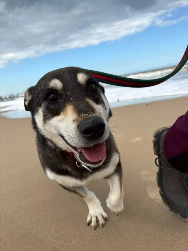 Phillip, Mixed Breed (Safe Rescue for Dogs)