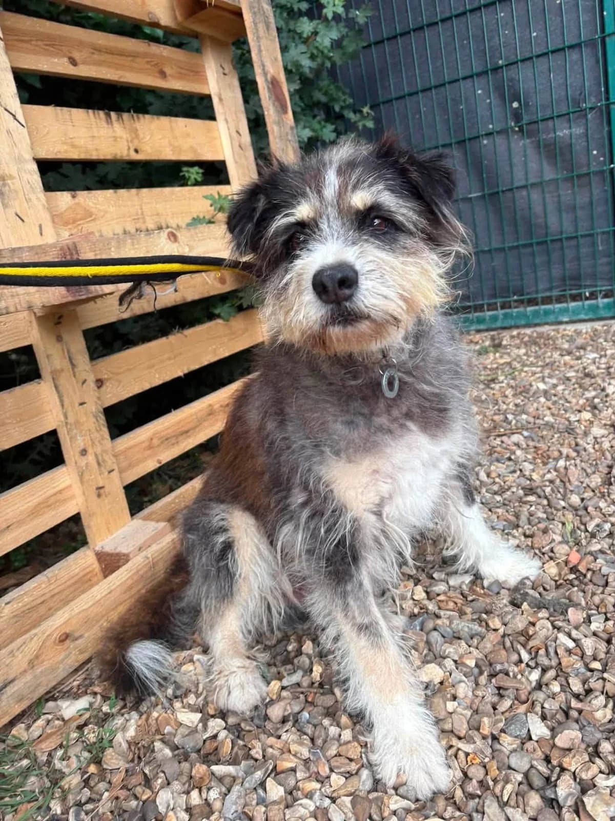 Raggie, Mixed Breed (Safe Rescue for Dogs)