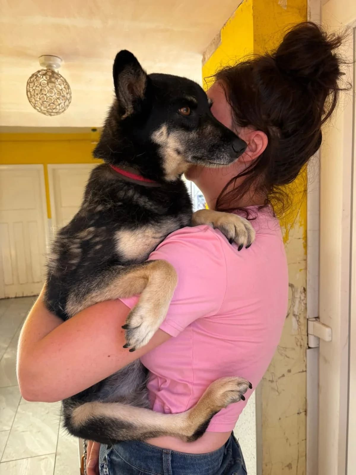 Rambo, male 5yo Mixed Breed for adoption at Safe Rescue for Dogs