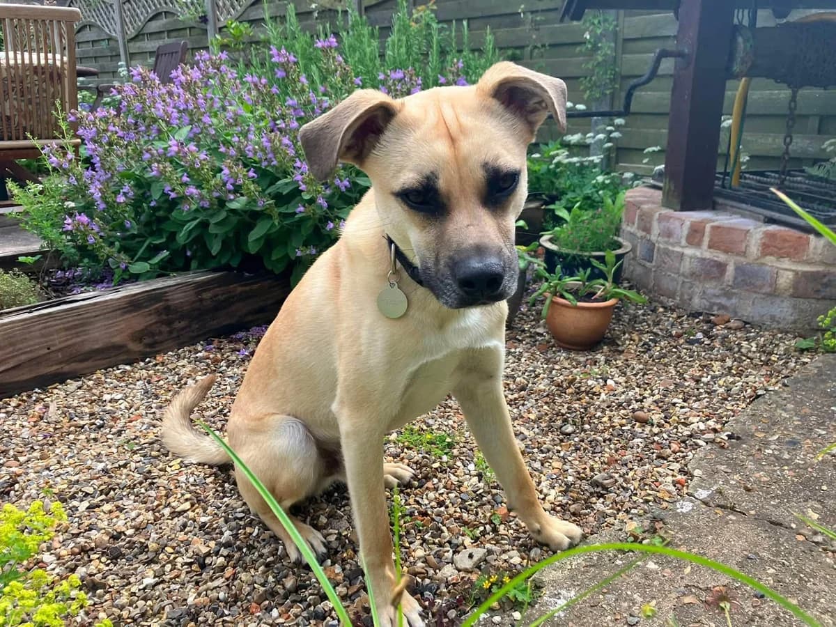 Rocco, male Mixed Breed for adoption at Safe Rescue for Dogs