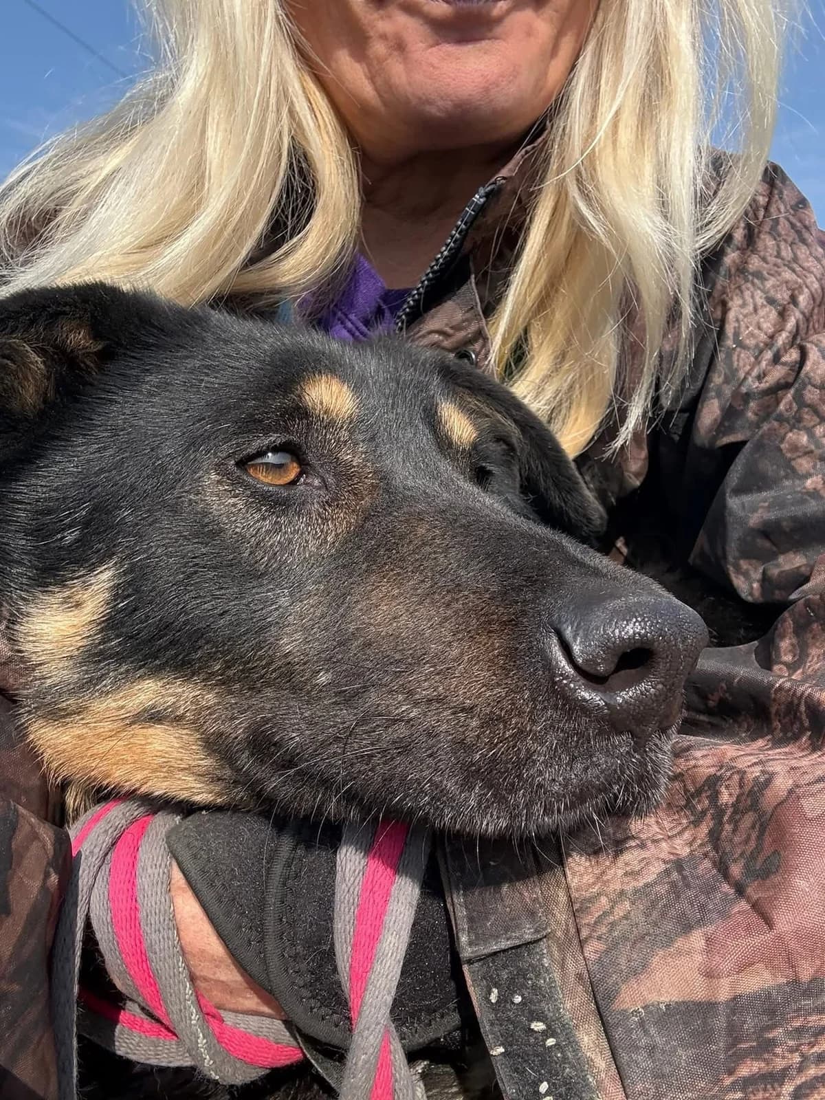 Romeo, Mixed Breed (Safe Rescue for Dogs)